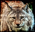 03 European Lynx